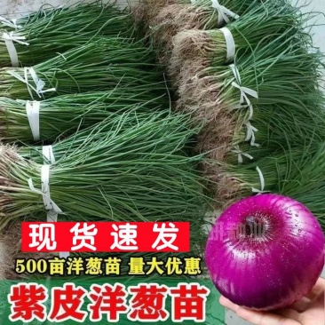 2025年紫皮洋葱苗，大量出售，，量大优惠