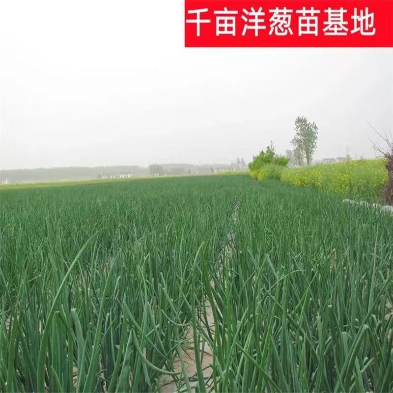 2025年紫皮洋葱苗，大量出售，，量大优惠