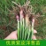 2025年紫皮洋葱苗，大量出售，，量大优惠