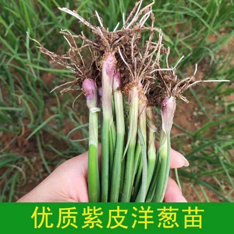 2025年紫皮洋葱苗，大量出售，，量大优惠