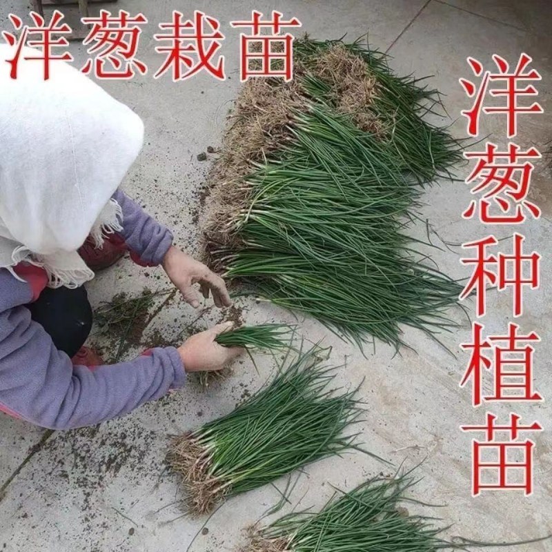 2025年紫皮洋葱苗，大量出售，，量大优惠