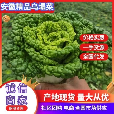 精品黄心乌又称乌塌菜产地安徽怀远量大优惠质量保证