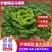 精品黄心乌又称乌塌菜产地安徽怀远量大优惠质量保证
