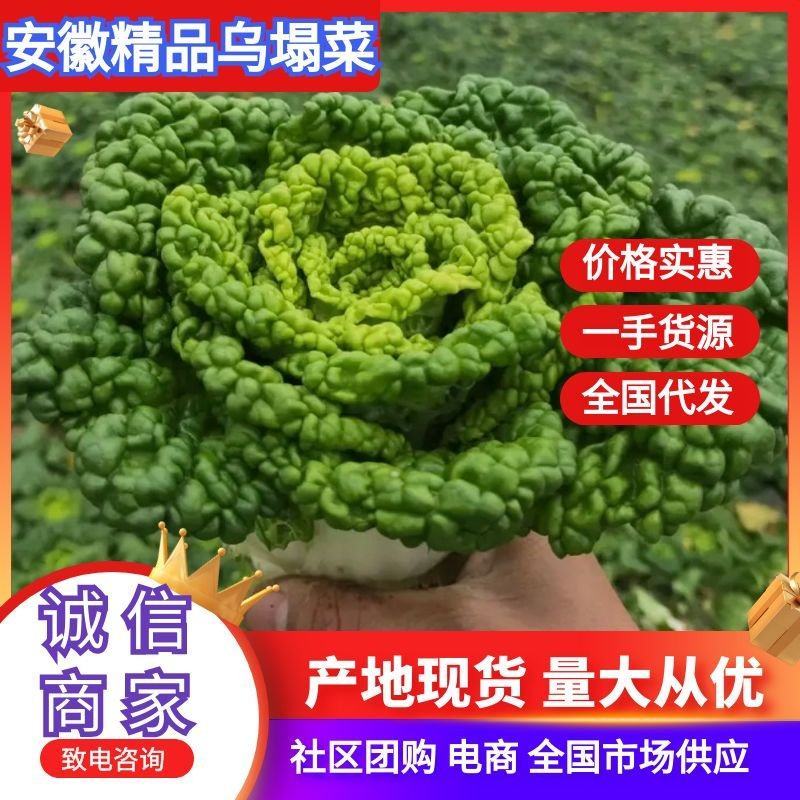 精品黄心乌又称乌塌菜产地安徽怀远量大优惠质量保证