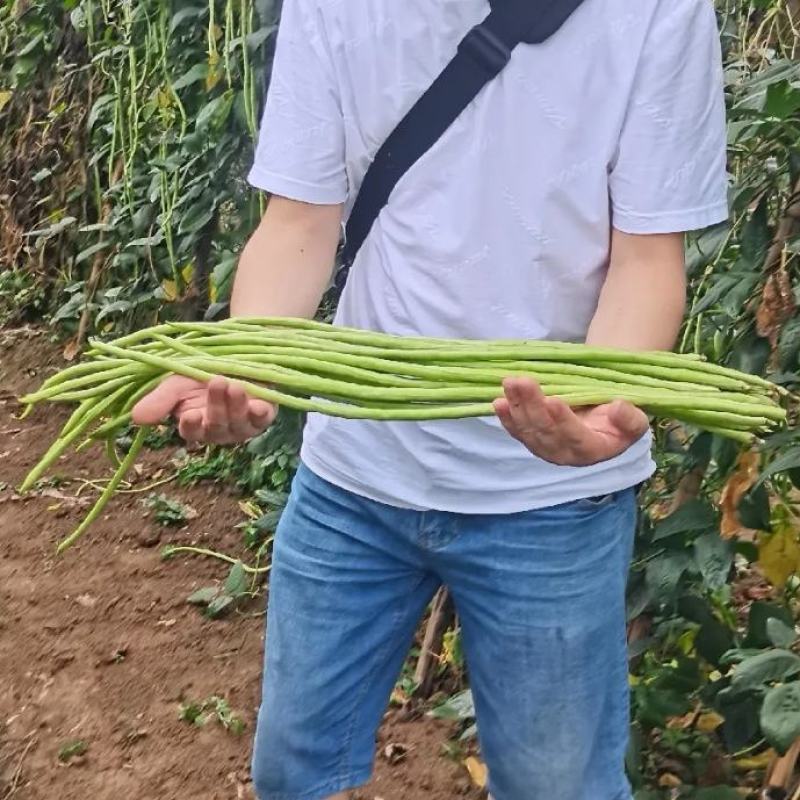 台禧中华美人翠绿豇豆种子农户种植户大面积种植长豆角种子