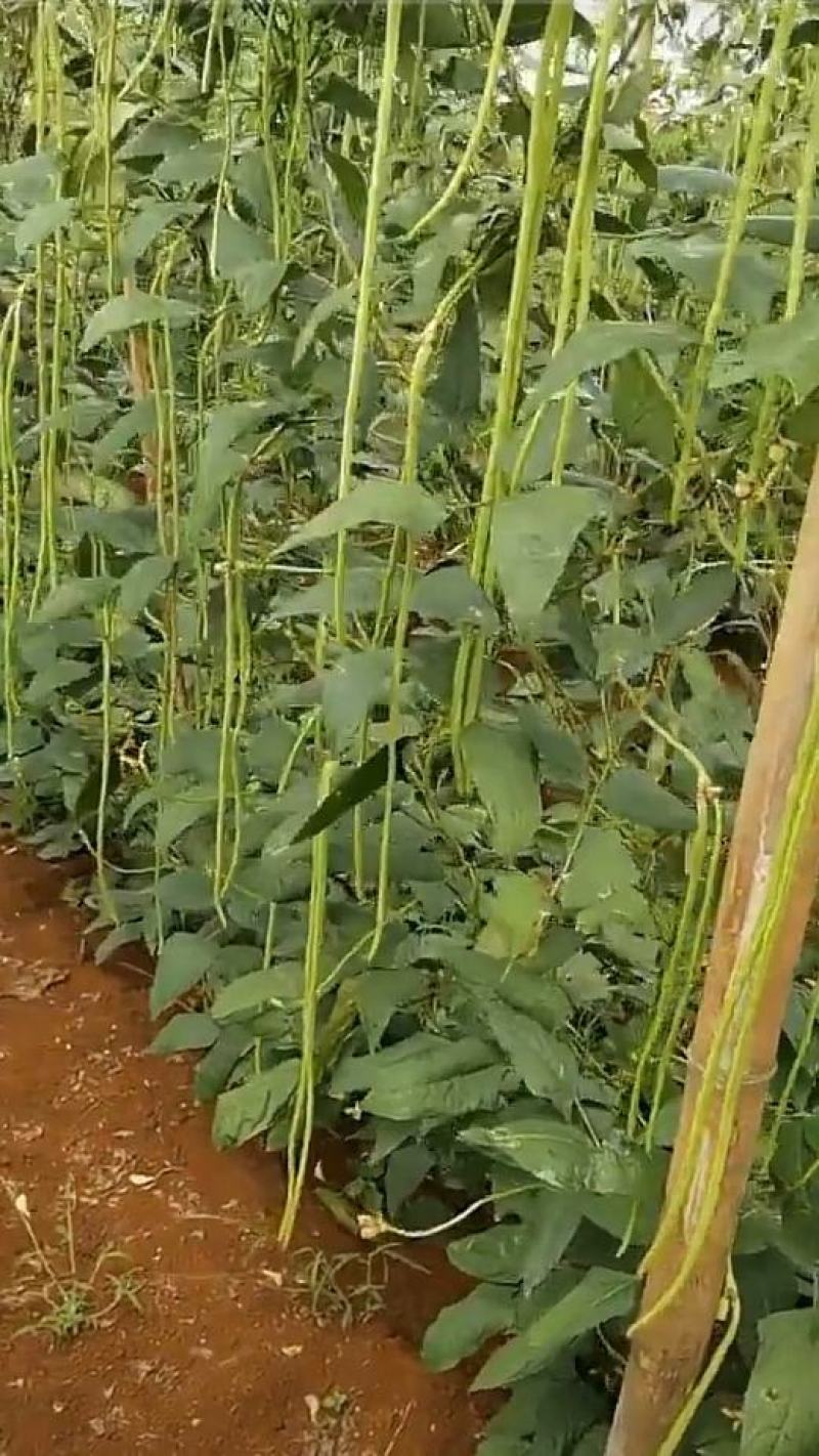 台禧中华美人翠绿豇豆种子农户种植户大面积种植长豆角种子