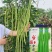 台禧中华美人翠绿豇豆种子农户种植户大面积种植长豆角种子