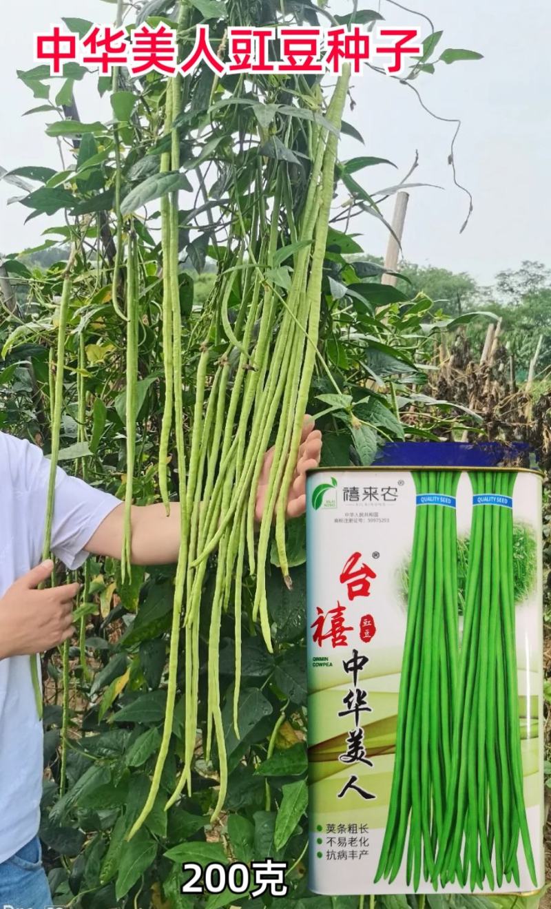 台禧中华美人翠绿豇豆种子农户种植户大面积种植长豆角种子