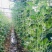 台禧中华美人翠绿豇豆种子农户种植户大面积种植长豆角种子