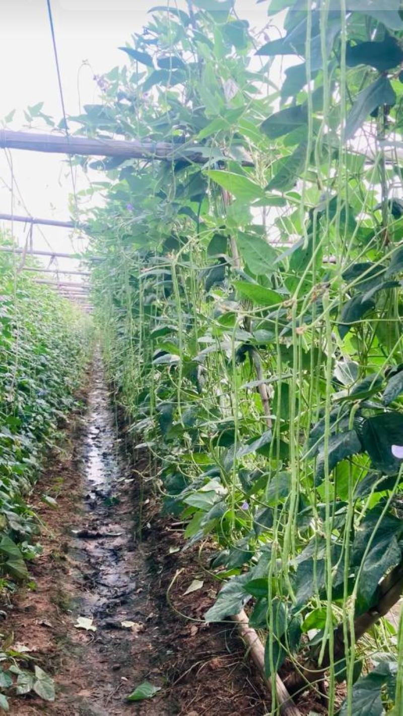 台禧中华美人翠绿豇豆种子农户种植户大面积种植长豆角种子