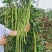 台禧中华美人翠绿豇豆种子农户种植户大面积种植长豆角种子