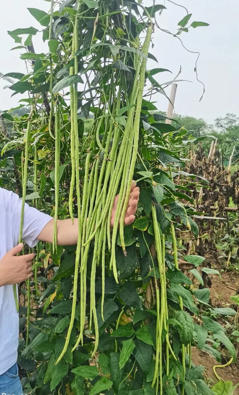 台禧中华美人翠绿豇豆种子农户种植户大面积种植长豆角种子