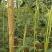 台禧中华美人翠绿豇豆种子农户种植户大面积种植长豆角种子