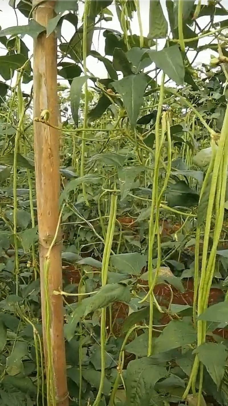 台禧中华美人翠绿豇豆种子农户种植户大面积种植长豆角种子
