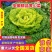 大棚黄心菜上市天然口感好黄心菜量大从优一手货源欢迎您来电