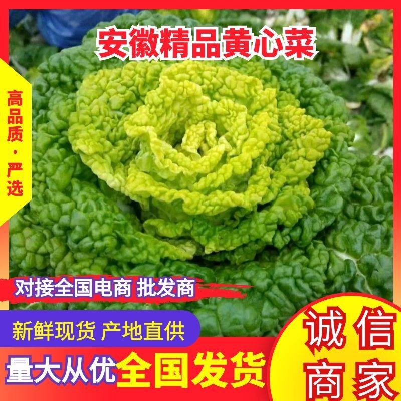 大棚黄心菜上市天然口感好黄心菜量大从优一手货源欢迎您来电