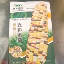 甘肃田福农业水果玉米种子“五彩蜜糯”产地直发，质量保证