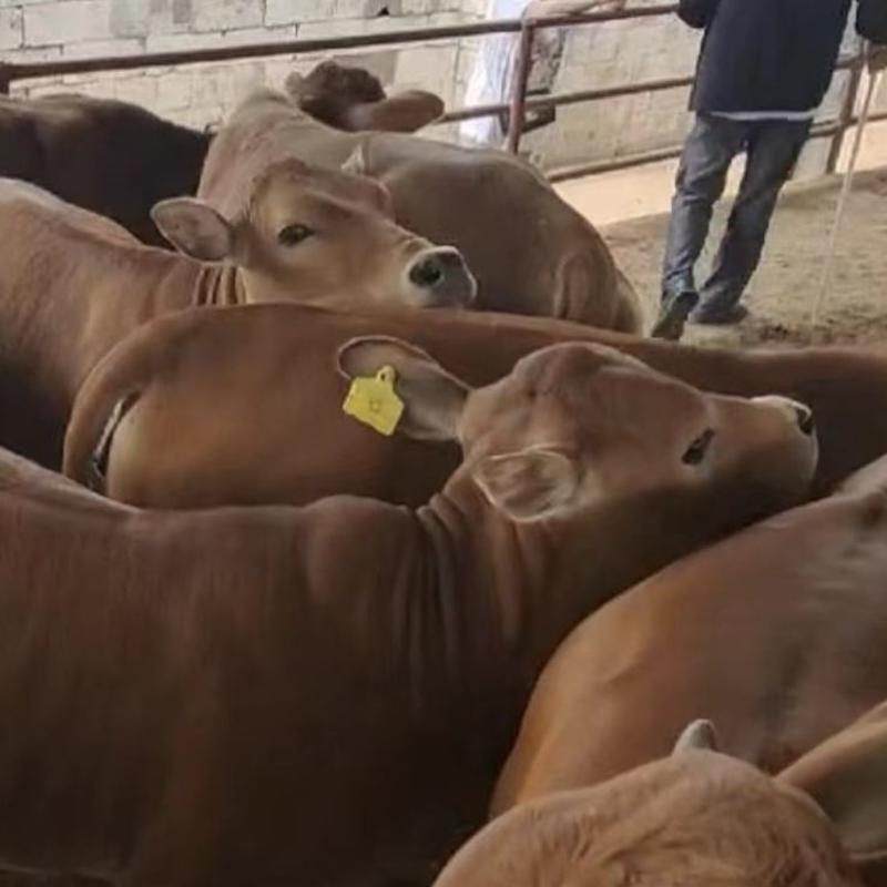鲁西黄牛，科学养殖，全国可发，欢迎全国老板采购