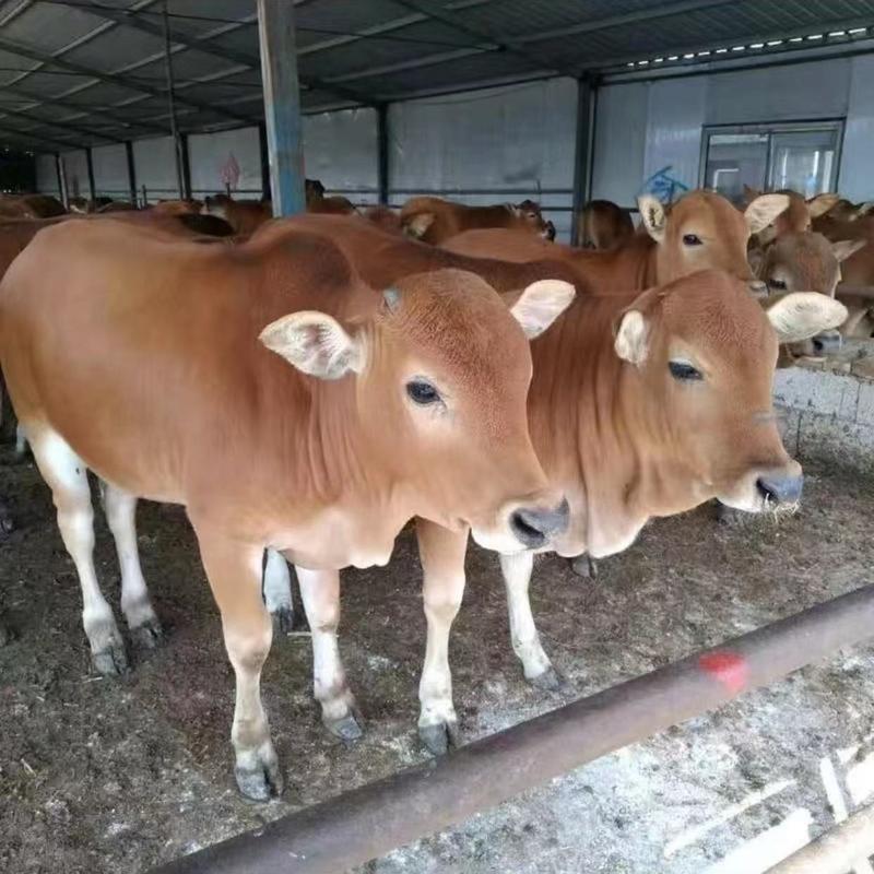 鲁西黄牛，科学养殖，全国可发，欢迎全国老板采购