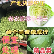 精品甘蓝菜，产地货源积压严重，老农都卖不出去，给钱就卖！