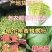 精品甘蓝菜，产地货源积压严重，老农都卖不出去，给钱就卖！