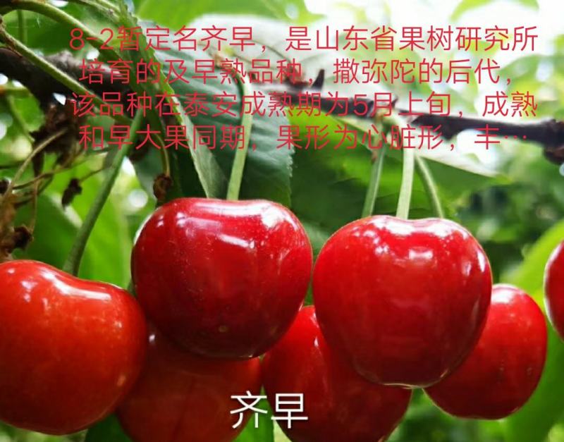【热买】矮化樱桃苗.一根棍樱桃苗辉煌1-5鲁樱塔马拉