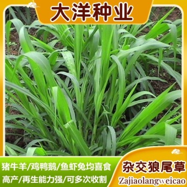 狼尾草种子牧草种子高产分蘖性强可多次收割家禽牲口鱼虾蟹