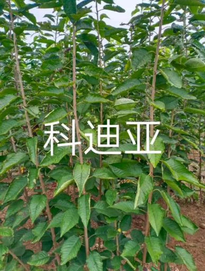 【热买】矮化樱桃苗.一根棍樱桃苗辉煌1-5鲁樱塔马拉