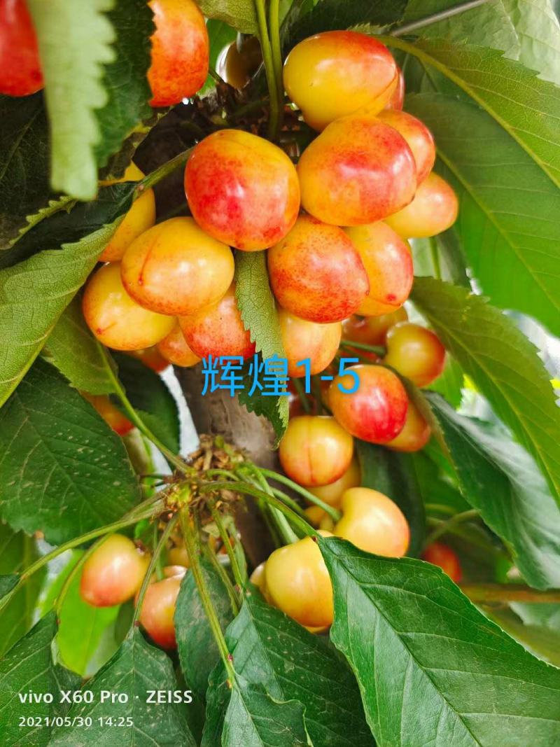 【热买】矮化樱桃苗.一根棍樱桃苗辉煌1-5鲁樱塔马拉
