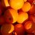 精品九月红脐橙，口感纯甜果园看货订货欢迎