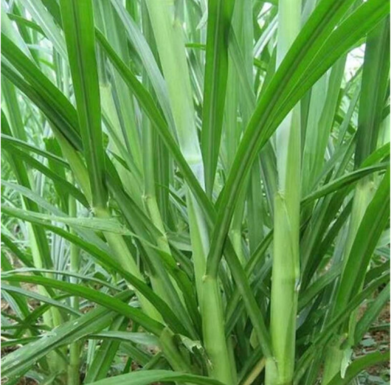 狼尾草种子牧草种子高产分蘖性强可多次收割家禽牲口鱼虾蟹