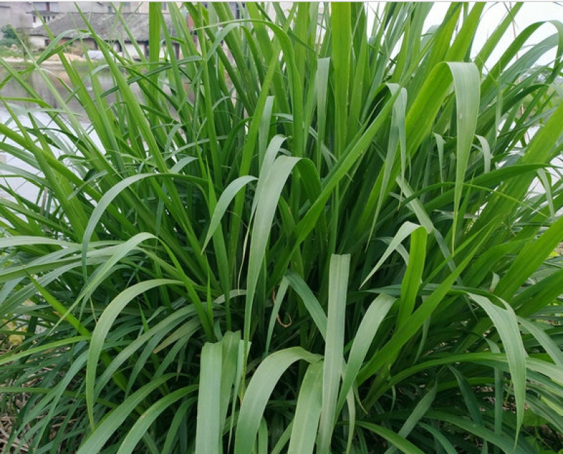 狼尾草种子牧草种子高产分蘖性强可多次收割家禽牲口鱼虾蟹