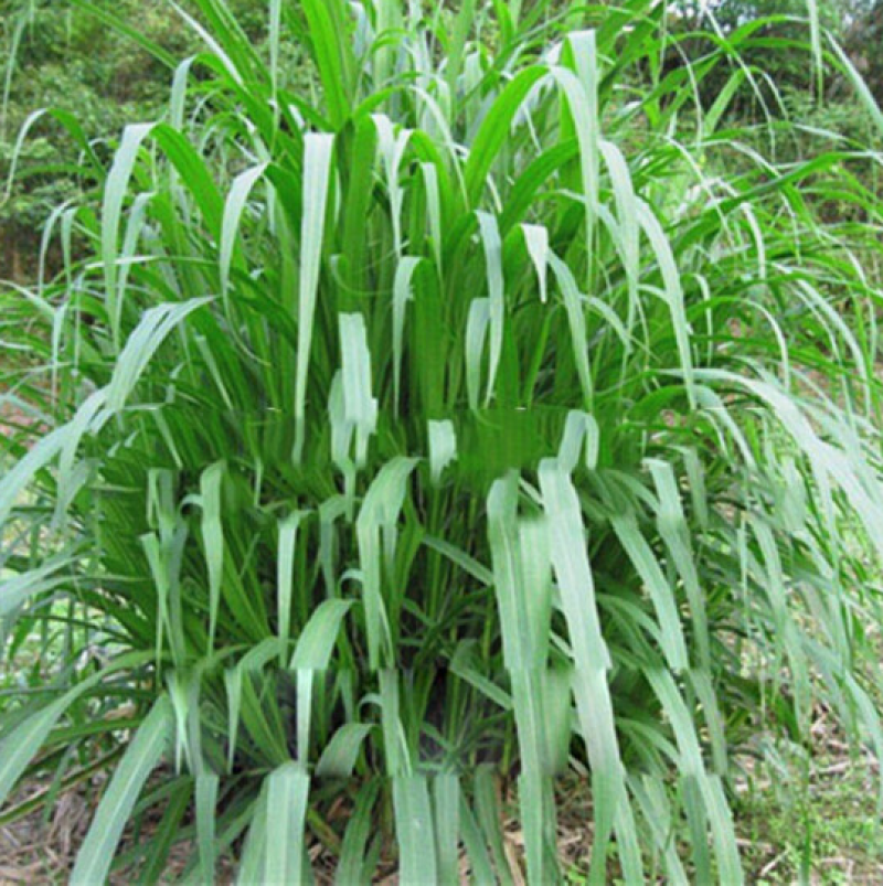 狼尾草种子牧草种子高产分蘖性强可多次收割家禽牲口鱼虾蟹