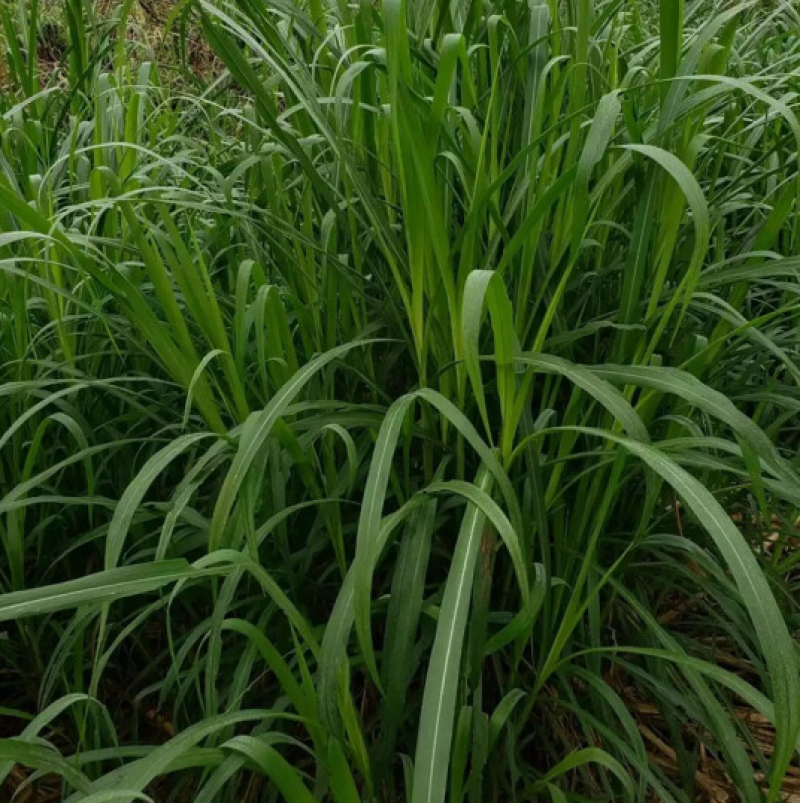 狼尾草种子牧草种子高产分蘖性强可多次收割家禽牲口鱼虾蟹