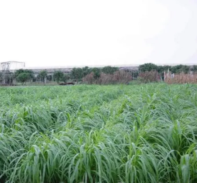 狼尾草种子牧草种子高产分蘖性强可多次收割家禽牲口鱼虾蟹