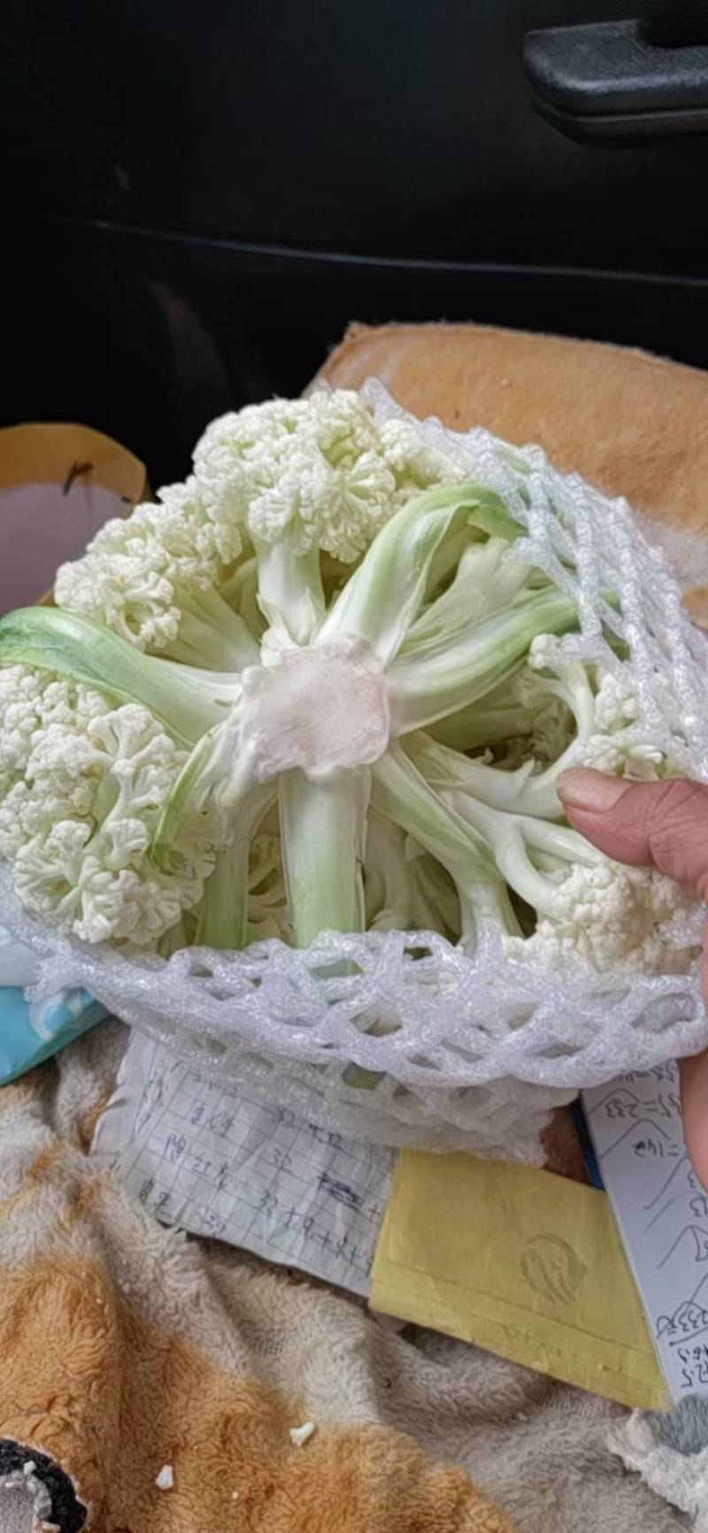 云南精品小米松花基地大规模现货，每天大量出货