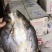 巴沙鱼干开背巴沙鱼干烤鱼巴沙鱼八成干