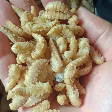 大麦虫虫蛹油炸食品特色食材