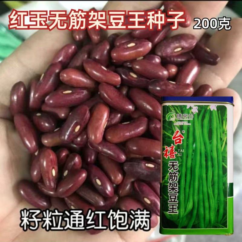 台禧红玉泰国无筋架豆王种子豆角种子农户种植户农家庭院种植