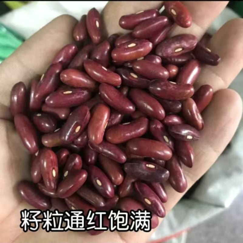 台禧红玉泰国无筋架豆王种子豆角种子农户种植户农家庭院种植