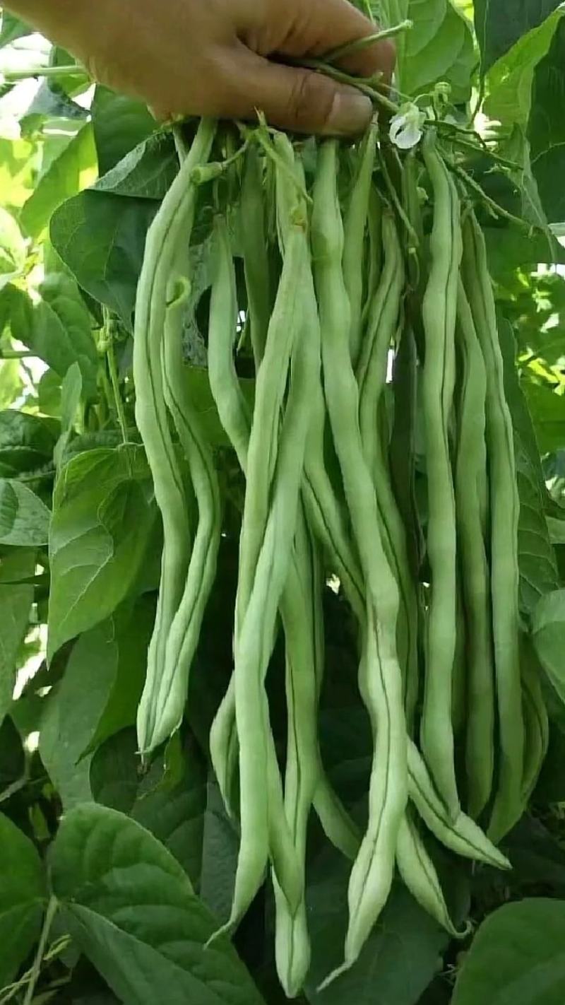 台禧红玉泰国无筋架豆王种子豆角种子农户种植户农家庭院种植