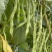 台禧红玉泰国无筋架豆王种子豆角种子农户种植户农家庭院种植