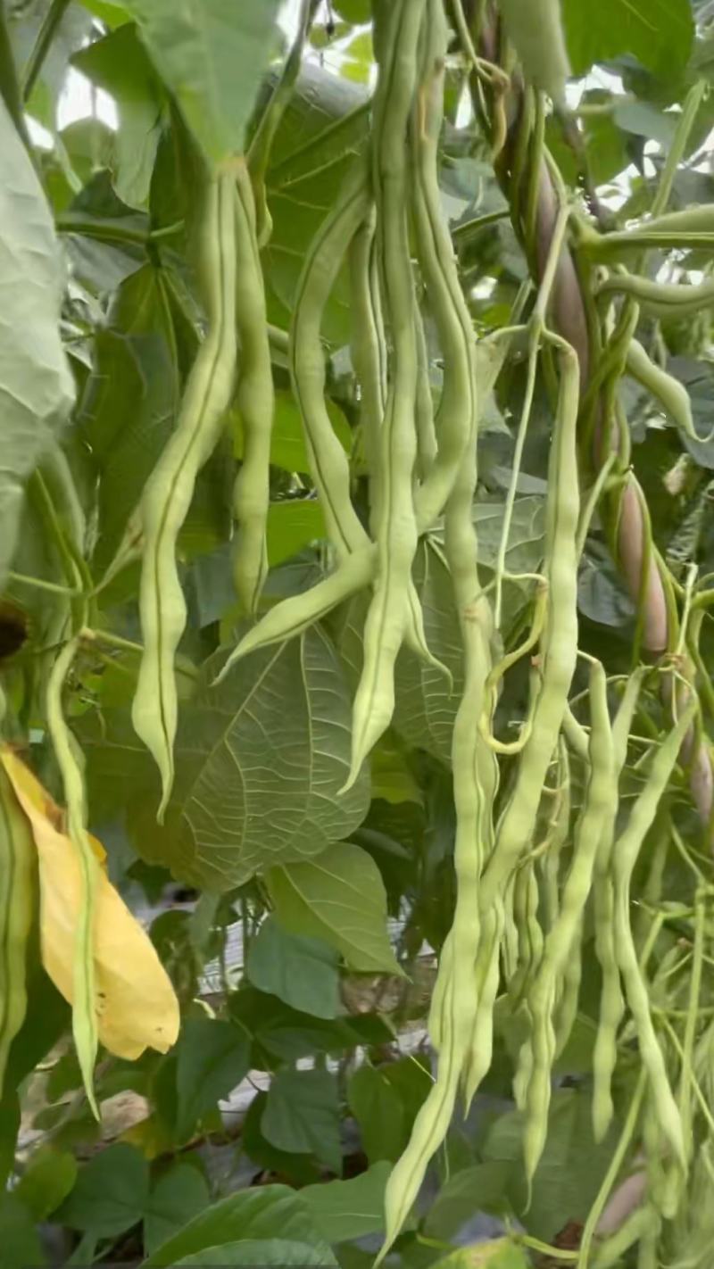 台禧红玉泰国无筋架豆王种子豆角种子农户种植户农家庭院种植