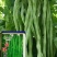 台禧红玉泰国无筋架豆王种子豆角种子农户种植户农家庭院种植