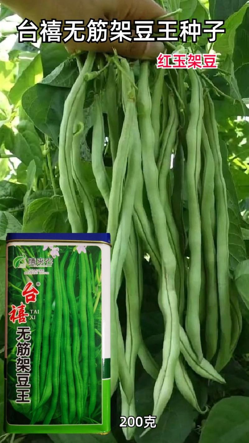台禧红玉泰国无筋架豆王种子豆角种子农户种植户农家庭院种植