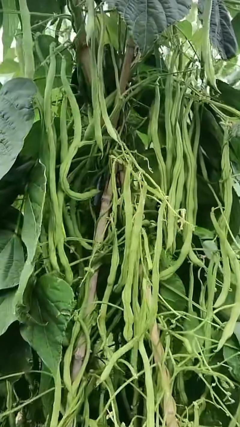 台禧红玉泰国无筋架豆王种子豆角种子农户种植户农家庭院种植