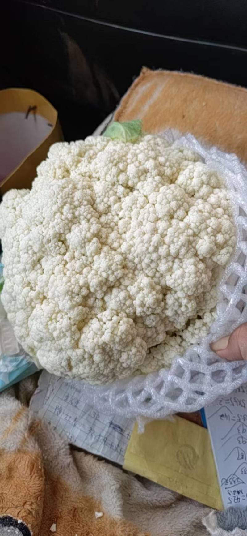 云南精品小米松花基地大规模现货，每天大量出货