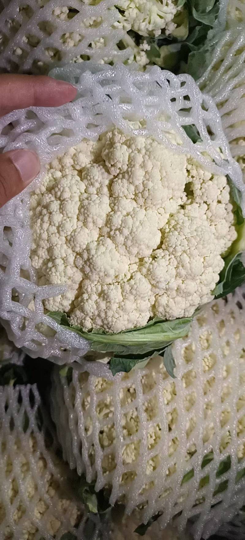 云南精品小米松花基地大规模现货，每天大量出货