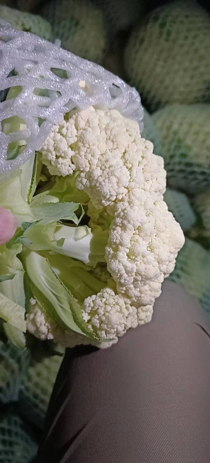 云南精品小米松花基地大规模现货，每天大量出货