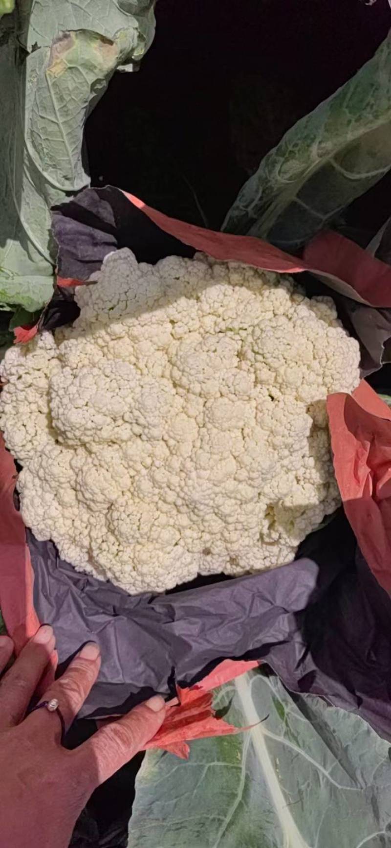 云南精品小米松花基地大规模现货，每天大量出货